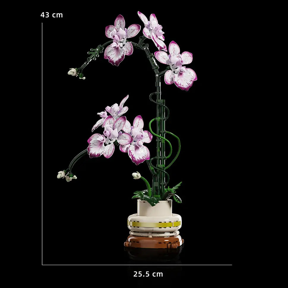 Cymbidium Orquídea Púrpura