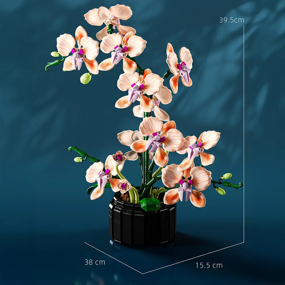 Orquídea Phalaenopsis Rosa