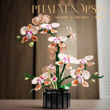 Phalaenopsis Pink Orchid